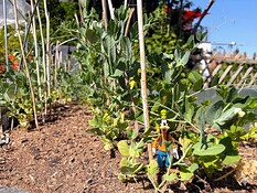 Goofy in his garden