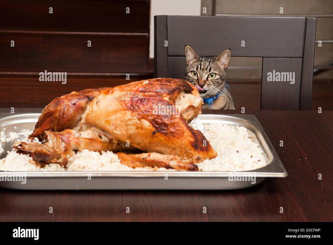 licking-tabby-cat-with-roasted-turkey-G3CFWP