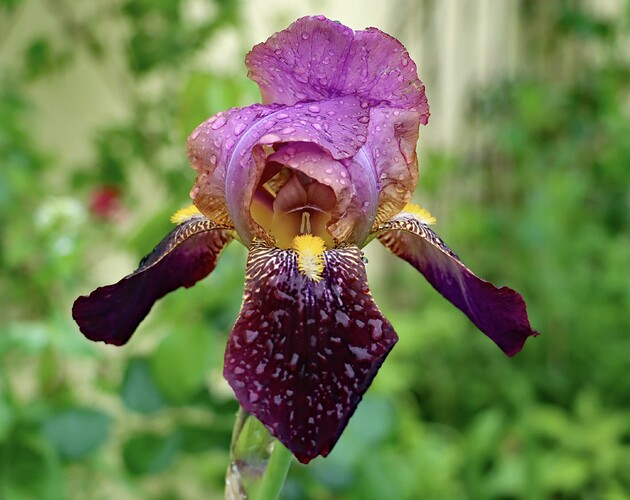 Flowers 250520c