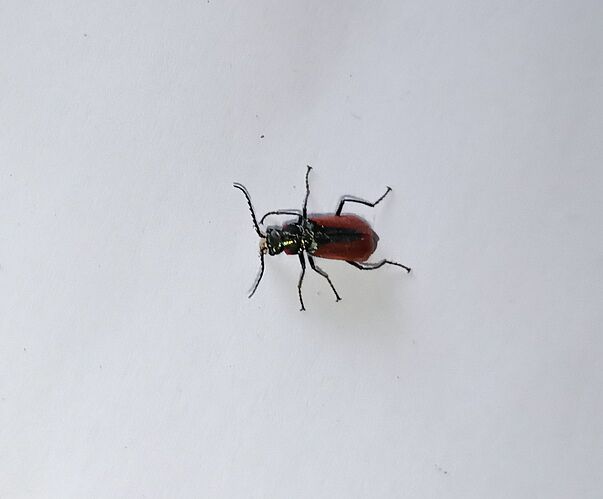 insect1